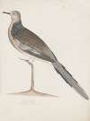 Indian birds Pl.20