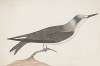 Indian birds Pl.21