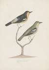 Indian birds Pl.22