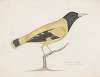 Indian birds Pl.23