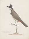 Indian birds Pl.24