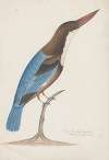 Indian birds Pl.25