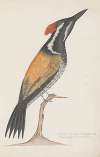 Indian birds Pl.26