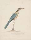 Indian birds Pl.27