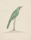 Indian birds Pl.28