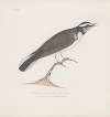 Indian birds Pl.29