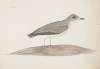 Indian birds Pl.30