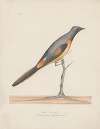 Indian birds Pl.31