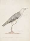 Indian birds Pl.32