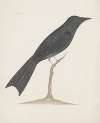 Indian birds Pl.33