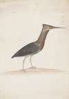 Indian birds Pl.34