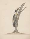 Indian birds Pl.35