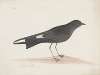 Indian birds Pl.36