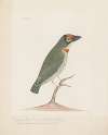 Indian birds Pl.37