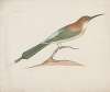 Indian birds Pl.39