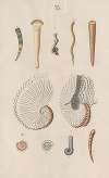 Prodromus in systema historicum testaceorum Pl.01