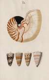 Prodromus in systema historicum testaceorum Pl.02