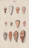Prodromus in systema historicum testaceorum Pl.03
