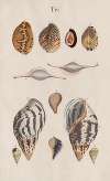 Prodromus in systema historicum testaceorum Pl.04