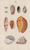 Prodromus in systema historicum testaceorum Pl.05