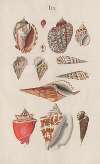 Prodromus in systema historicum testaceorum Pl.06