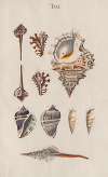 Prodromus in systema historicum testaceorum Pl.07