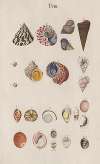 Prodromus in systema historicum testaceorum Pl.08