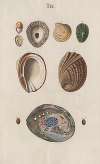 Prodromus in systema historicum testaceorum Pl.09