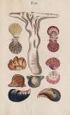 Prodromus in systema historicum testaceorum Pl.12