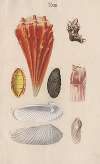 Prodromus in systema historicum testaceorum Pl.13