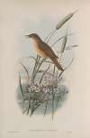 Acrocephalus turdoïdes. Thrush-Warbler.