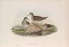 Actitis macularius. Spotted Sandpiper.