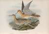 Actiturus Bartramius. Bartram’s Sandpiper.