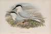Actochelidon cantiaca. Sandwich Tern.