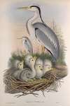Adrea cinerea. Heron.