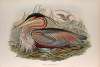 Adrea purpurea. Purple Heron.