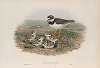 Ægialitis hiaticula. Ringed Plover.