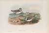 Ægialitis minor. Little Ringed Plover.