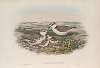 Ægialophilus cantianus. Kentish Plover.