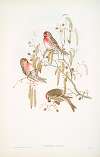 Ægiothus linaria. Mealy Redpole.