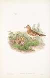 Alauda arvensis. Sky-Lark.