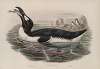 Alca impennis. Great Auk.