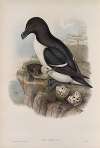 Alca torda. Razorbill.