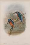 Alcedo ispida. Kingfisher.