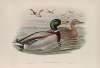 Anas boschas. Mallard, or Wild Duck.