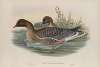 Anser brachyrhynchus