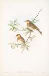 Anthus arboreus. Tree-Pipit.