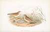 Anthus campestris. Tawny Pipit.
