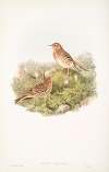 Anthus cervinus. Red-throated Pipit.