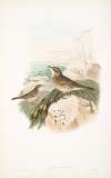 Anthus obscurus. Rock-Pipit.